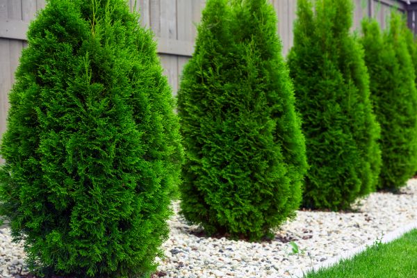 Arborvitae Planting in Ballwin