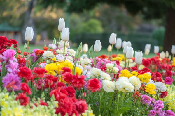 Gardening Service in Ballwin