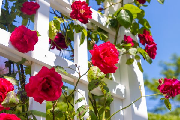 Home Gardening Service in Ballwin