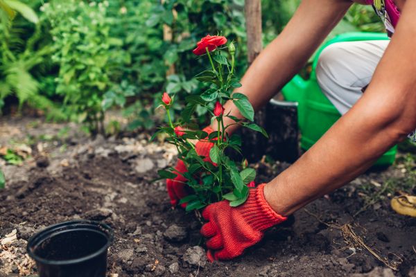 Planting Service in Ballwin