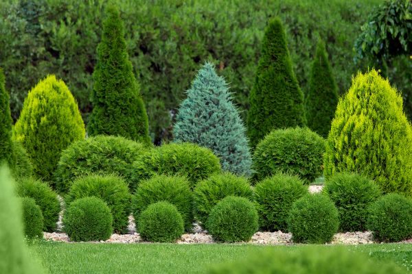 Shrub Replacement in Ballwin