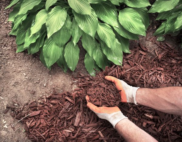 Shredded Mulch Service in Ballwin