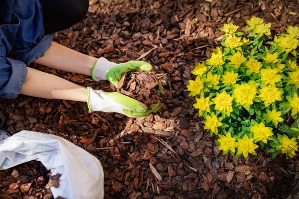 Pine Bark Mulch Installation in Ballwin