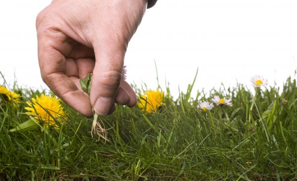 Lawn Weeding in Ballwin
