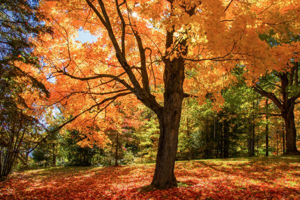 Maple Tree Planting in Ballwin