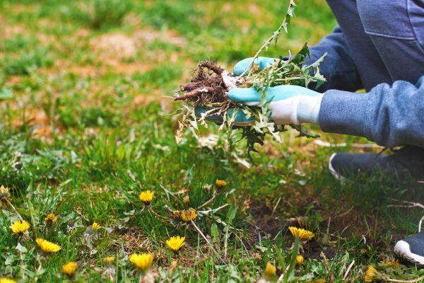 Flower Bed Clearing in Ballwin