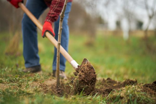 Trees Planting in Ballwin