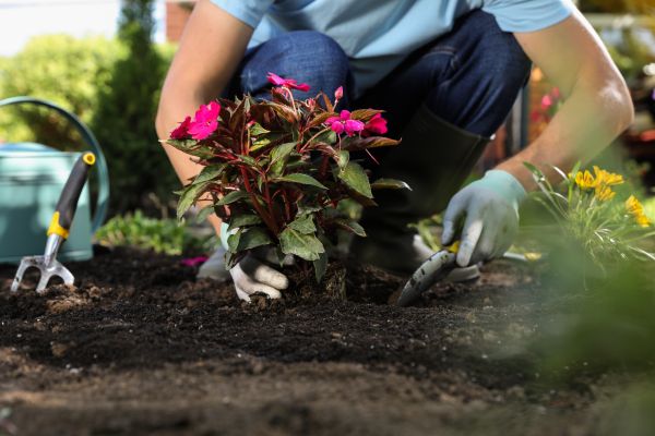 Plant Replacement in Ballwin
