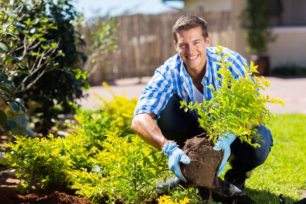Shrub Landscaping in Ballwin