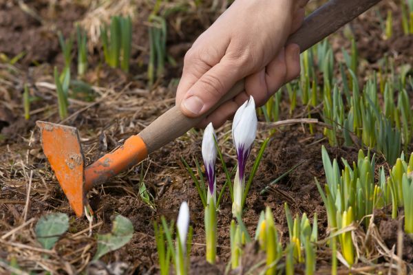 Flower Garden Weeding in Ballwin