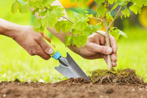 Fruit Tree Planting in Ballwin