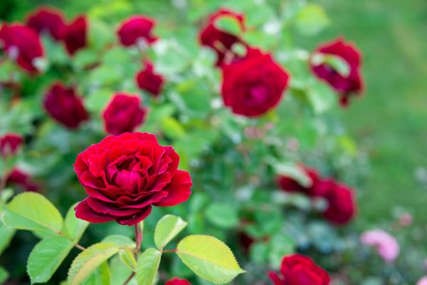 Rose Planting in Ballwin