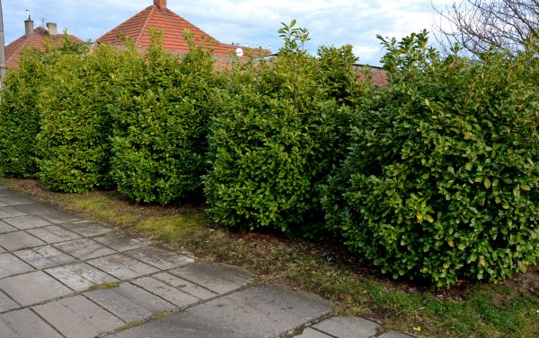 Privacy Shrub Installation in Ballwin