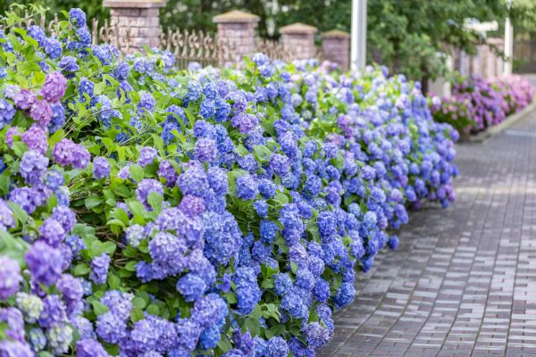 Hydrangea Landscaping in Ballwin