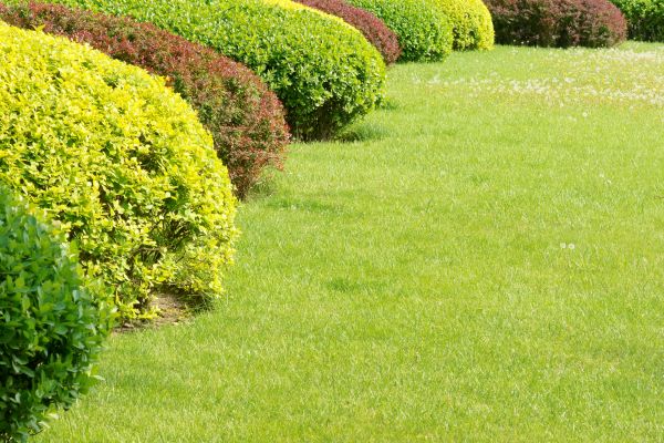 Shrubbery Planting in Ballwin