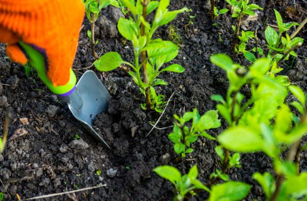 Hydrangea Planting in Ballwin
