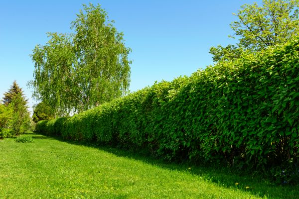Hedge Replacement in Ballwin