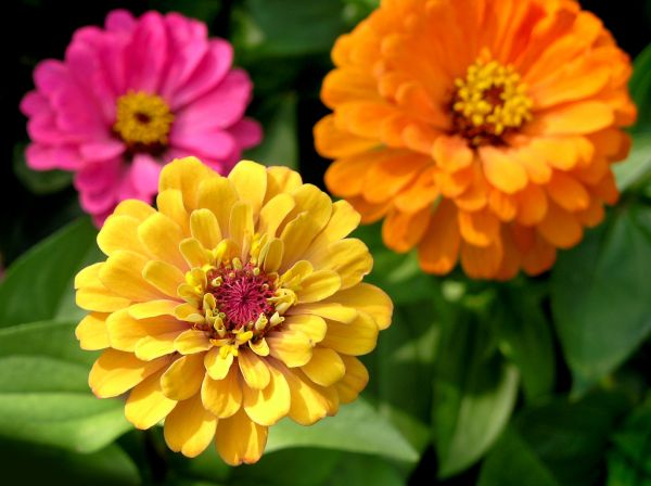 Zinnia Planting in Ballwin