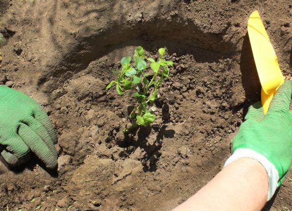 Rose Bush Planting in Ballwin