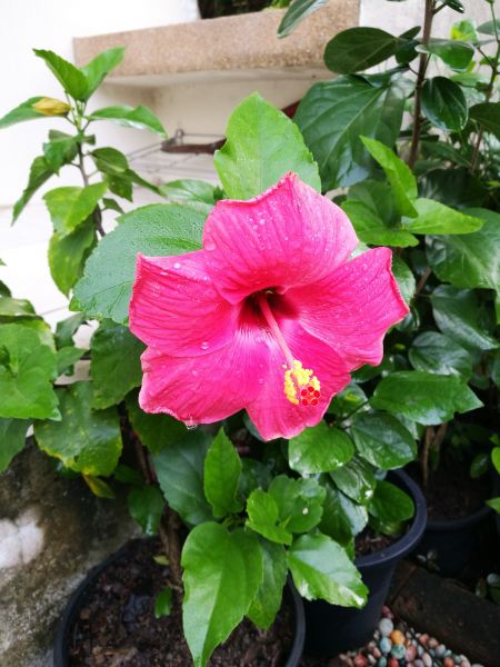 Hibiscus Planting in Ballwin