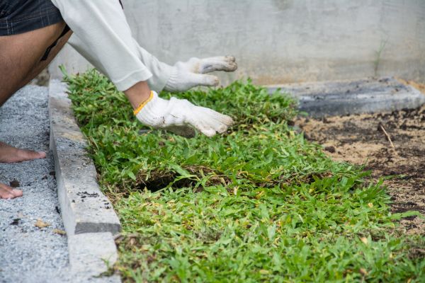 Ground Cover Planting in Ballwin
