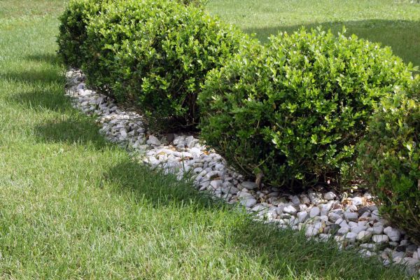 Boxwood Planting in Ballwin