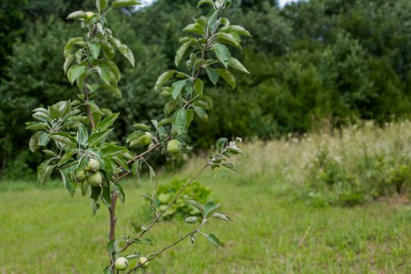 Apple Tree Planting in Ballwin